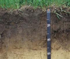 Почва ее характеристики. Свойства почв. Состав почвы. Описание и характеристика видов