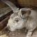 Простые способы оптимизации крольчатника Содержание кроликов на даче
